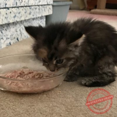 Eating-400×400