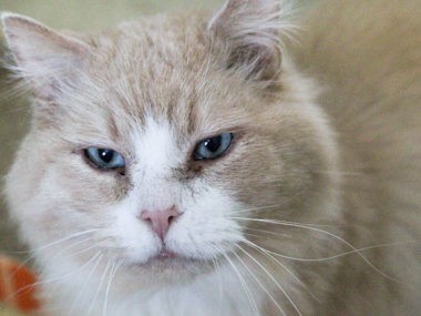 Adopt Vigo Today Adopt Vigo Today