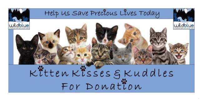 Kitten Kisses & Kuddles Banner_full