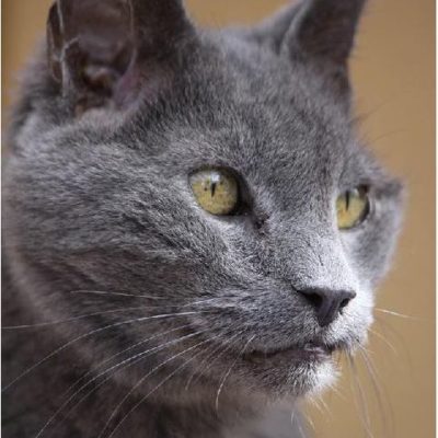 Wild Blue Cats