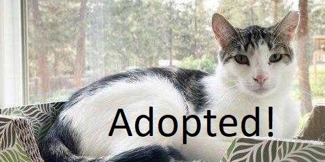 witwicky-adopt