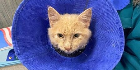 320439645_1340057939917188_9057701699560482502_n