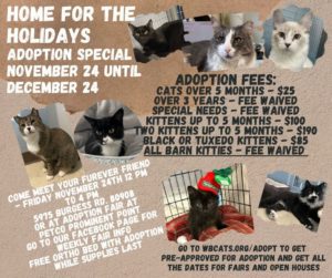 Special Needs Cats: Needing Rescued Or Adopted