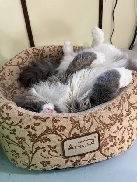 393133934_731160879038123_3374355205013756479_n