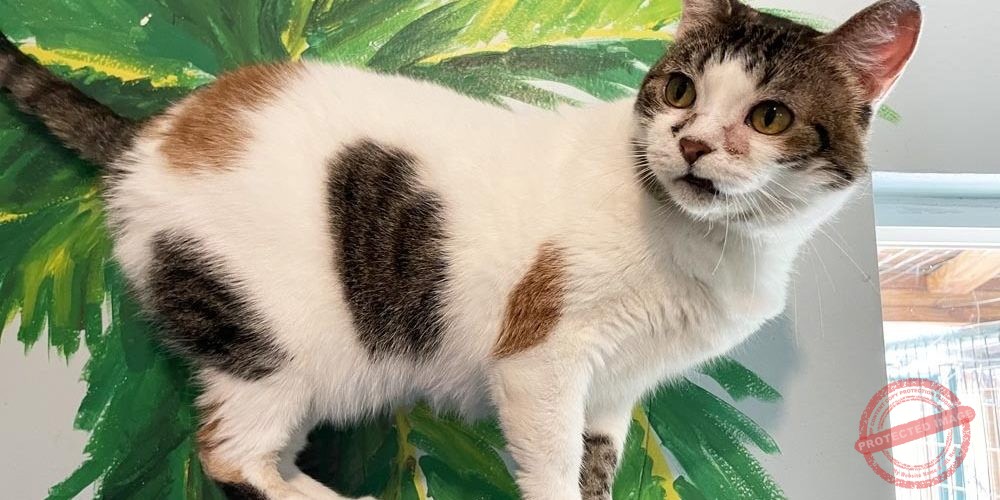 406508686_731158205705057_5446579845038930940_n