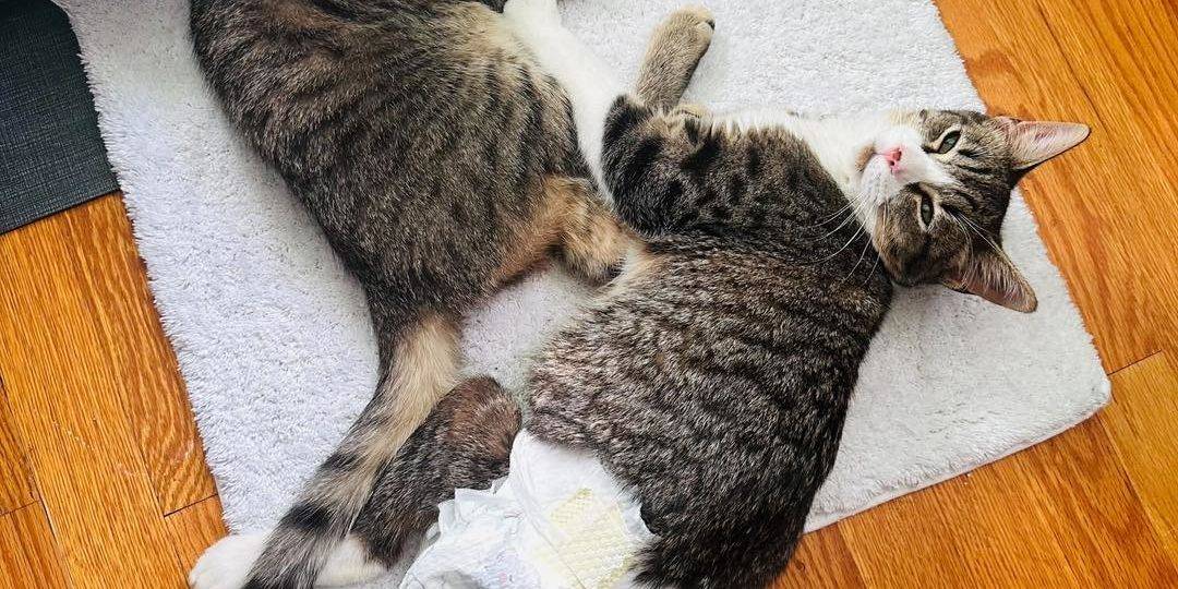 410327691_735067855314092_5592796104397903402_n