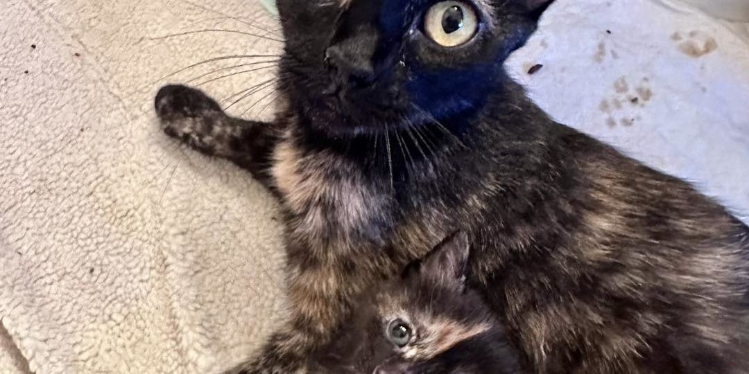 410483670_736892815131596_5128768674524941060_n