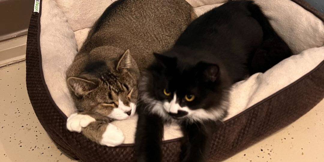 410511352_736262221861322_7911745168579758046_n