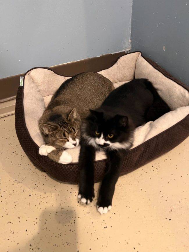 410511352_736262221861322_7911745168579758046_n