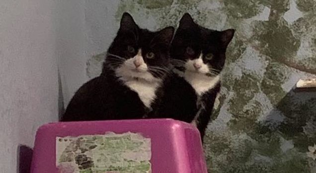 410545619_736889235131954_7084306768897463570_n