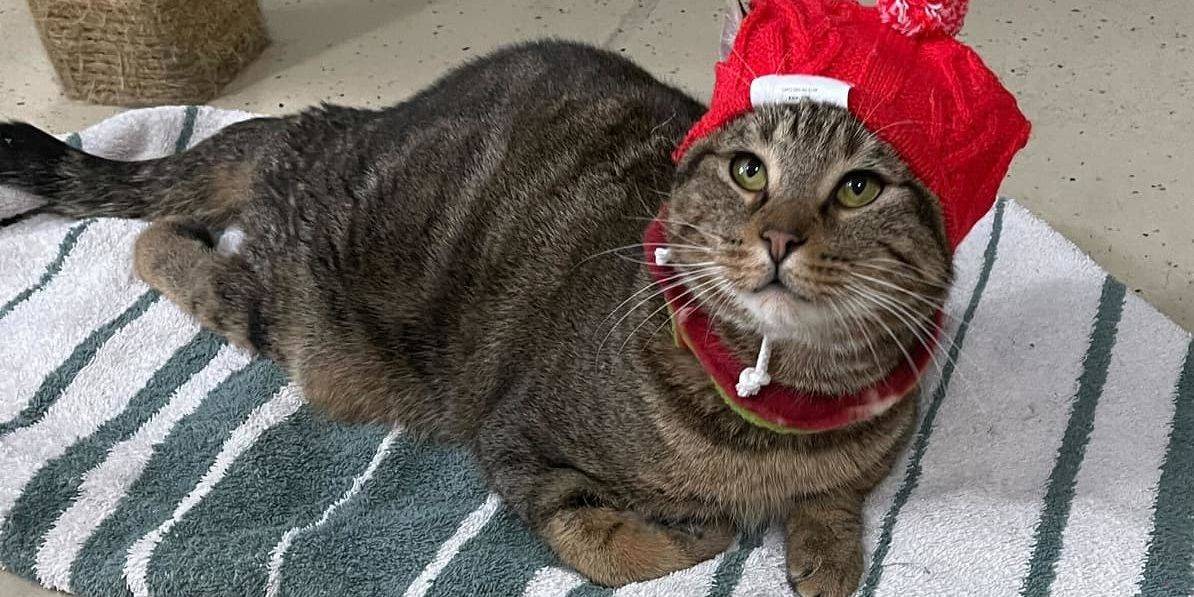 412166065_738871098267101_5506364275121426636_n