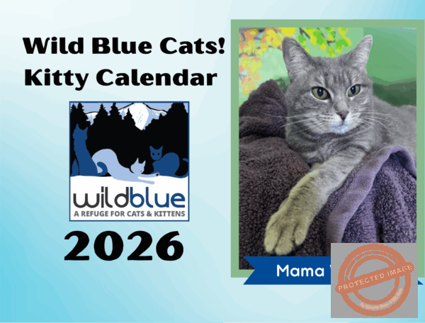 2026 Wild Blue Cats! Wall Calendar
