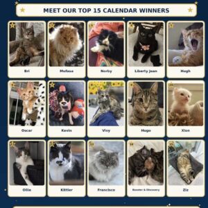 2027 Wild Blue Cats! Wall Calendar -Pre Order