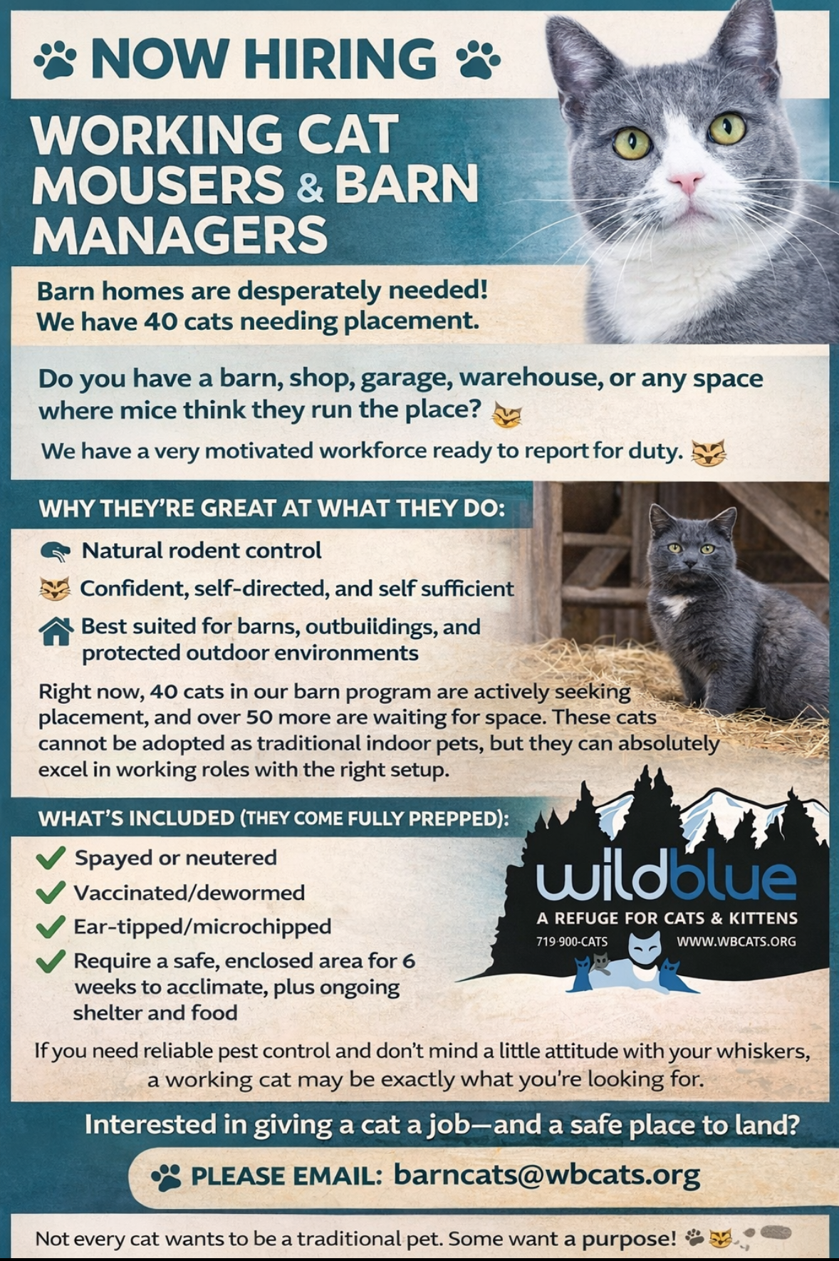 Wild Blue Cats